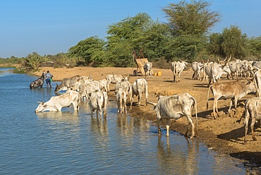 Herd of zebus drinking river water, Senegal, West Africa, Africa