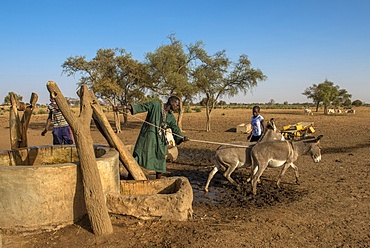 Peul cattle herder using donkeys to fetch water from a well, Senegal, West Africa, Africa