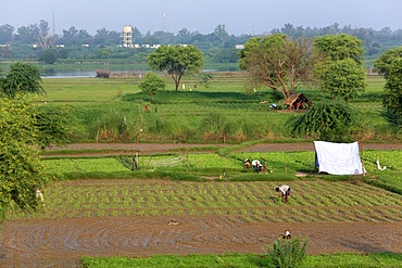 Vegetable farming in Rawal, Uttar Pradesh, India, Asia