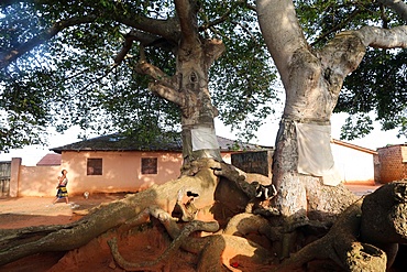 Voodoo sacred tree, Togoville, Togo, West Africa, Africa