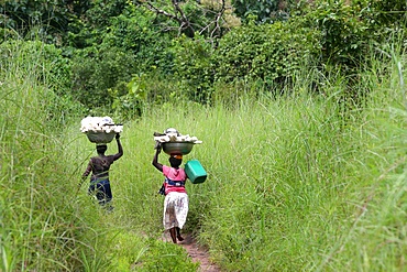 Women carrying platter with cassava on head, Togo, West Africa, Africa