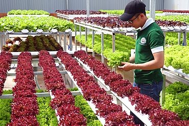 Organic hydroponic vegetable farm, young man growing organic lettuces, Dalat, Vietnam, Indochina, Southeast Asia, Asia