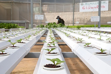 Organic hydroponic vegetable farm, lettuce rows in greenhouse, Dalat, Vietnam, Indochina, Southeast Asia, Asia