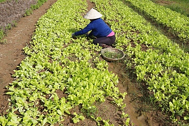 Vietnamese woman working in a lettuce field, Kon Tum, Vietnam, Indochina, Southeast Asia, Asia