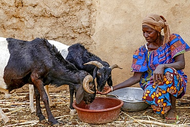 Cattle breeder Animata Guiro, UBTEC NGO in a village near Ouahigouya, Burkina Faso, West Africa, Africa