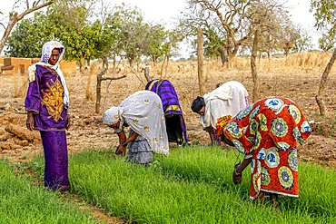 Members of a cooperative at work in a vegetable garden, UBTEC NGO in a village near Ouahigouya, Burkina Faso, West Africa, Africa