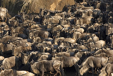 Herd of migrating wildebeest (Connochaetes taurinus) crossing Mara River, Masai Mara Game Reserve, Kenya, East Africa, Africa