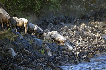 Herd of migrating wildebeest (Connochaetes taurinus) crossing Mara River, Masai Mara Game Reserve, Kenya, East Africa, Africa