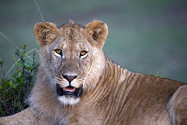 Lioness (Panthera leo) in savanna, Masai Mara Game Reserve, Kenya, East Africa, Africa