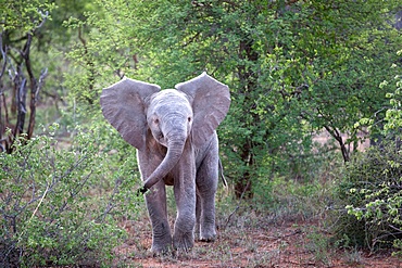 African Baby Elephant (Loxodonta africana), Keer-Keer, South Africa, Africa