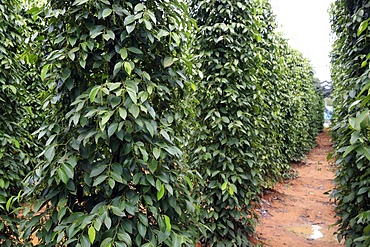 Black pepper plantation, Phu Quoc, Vietnam, Indochina, Southeast Asia, Asia