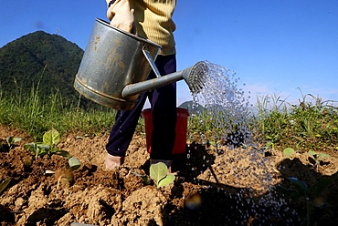 Farmer watering vegetables in the field, Bac Son, Vietnam, Indochina, Southeast Asia, Asia