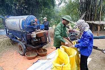 Rice workers feed their freshly harvested rice into a threshing machine, Lang Son, Vietnam, Indochina, Southeast Asia, Asia