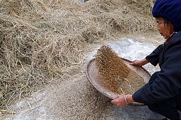 Woman winnowing rice, Lang Son, Vietnam, Indochina, Southeast Asia, Asia