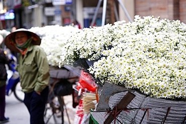 Vendor selling flowers from her mobile bicycle shop, Hanoi, Vietnam, Indochina, Southeast Asia, Asia