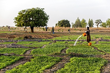 Togolese woman watering a field in Karsome, Togo, West Africa, Africa