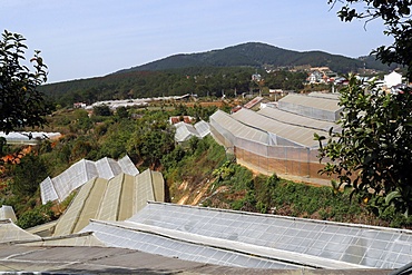 Organic hydroponic vegetable farm, Dalat, Vietnam, Indochina, Southeast Asia, Asia