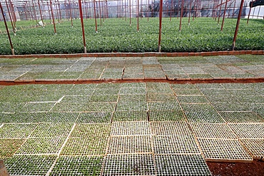 Vegetable farm, greenhouse, Dalat, Vietnam, Indochina, Southeast Asia, Asia