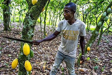 Cocoa harvest in a plantation near Agboville, Ivory Coast, West Africa, Africa