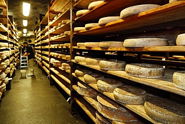 Artisanal Beaufort cheese in a traditional cellar, Rognaix, Savoie, France, Europe