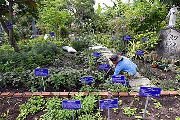 Vietnamese traditional medicine clinic, medicinal plants for Chinese medicine, Cu Chi, Vietnam, Indochina, Southeast Asia, Asia