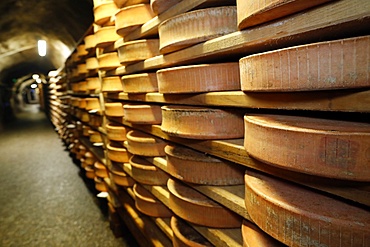 Artisanal Beaufort cheese refining in a traditional cellar, Rognaix, Savoie, France, Europe