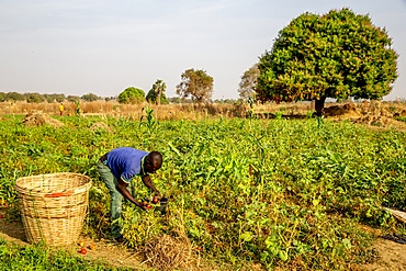 Microfinance client harvesting tomatoes in Namong, Tone district, Togo, West Africa, Africa