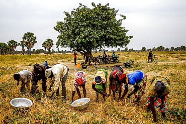 Bean harvest in Djibomben village, North Togo, West Africa, Africa