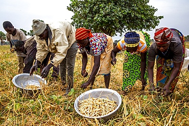 Bean harvest in Djibomben village, North Togo, West Africa, Africa