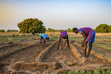 Market farming in Savanes province, Togo, West Africa, Africa