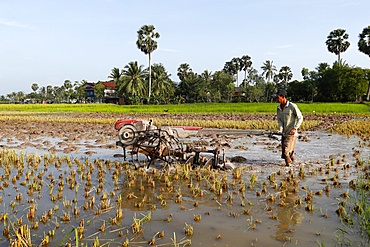 Asian farmer plowing rice field with a tractor, Kep, Cambodia, Indochina, Southeast Asia, Asia