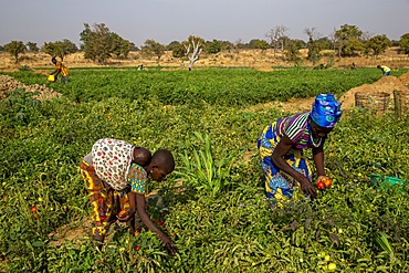 Girl and woman picking tomatoes in Namong, Togo, West Africa, Africa