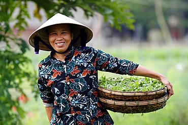 Smiling Vietnamese woman wearing the traditional palm leaf conical hat, Hoi An, Vietnam, Indochina, Southeast Asia, Asia