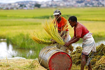 Farmers harvest and thresh by hand in rice paddy fields, Antananarivo, Madagascar, Africa