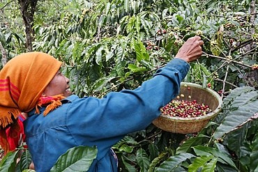 Woman working during the coffee harvest on a coffee plantation, Dak Lak, Vietnam, Indochina, Southeast Asia, Asia