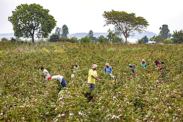 Adivasi farmers picking cotton in a field in Narmada district, Gujarat, India, Asia