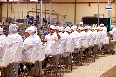 Women at work, Pinhais, one of the oldest canned fish industry, Matosinhos, Portugal, Europe