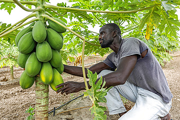 Farmer working in a papaya plantation in Tawafall, Senegal, West Africa, Africa