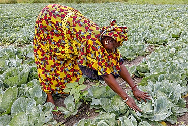 Woman working in a cabbage field in Pout, Senegal, West Africa, Africa