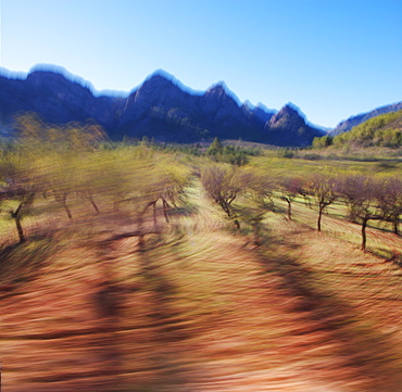 Walnut grove, Mallorca, Balearic Islands, Spain, Europe