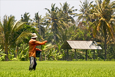 A farmer working in a rice field, Bali, Indonesia, Southeast Asia, Asia