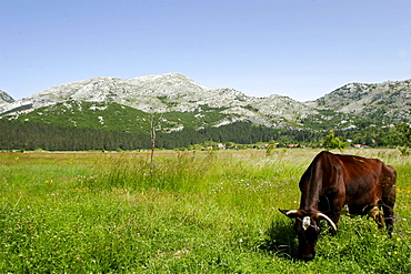 In the mountains, Montenegro is classified by Onu as the first ecological country, Montenegro, Europe