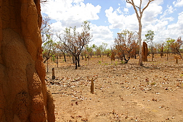 Termite mounds in the Arnhem area, Northern Territories, Australia, Pacific