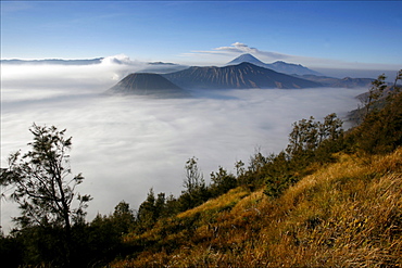 View at dawn on the Bromo and Semeru volcanoes, in the Tennger caldera, Java, Indonesia, Southeast Asia, Asia