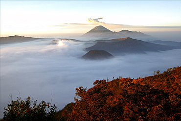 View at dawn over the Bromo and Semeru volcanoes, in the Tennger caldera, Java, Indonesia, Southeast Asia, Asia