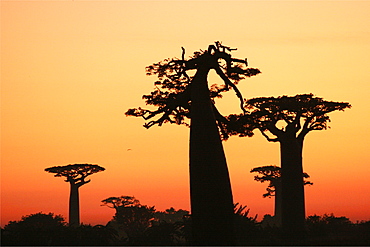 The baobab alley of Morondava, Madagascar, Africa