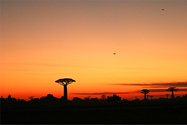 The baobab alley of Morondava, Madagascar, Africa