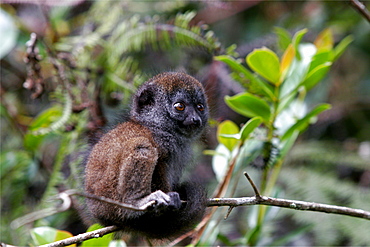 A baby Aye Aye lemur in the rainforest on the high plains of Madagascar, Africa