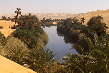 In the erg of Ubari, the Umm-el Ma (Mother of the Waters) Lake, Libya, North Africa, Africa