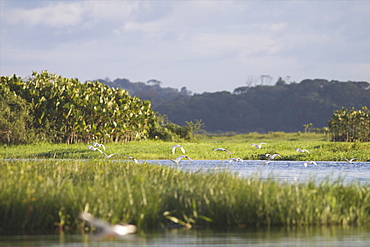 Egrets in the everglades of Kaw, French Guiana, South America